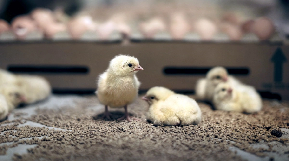 Kylling har længe været efterspurgt som protein, men i kølvandet på de høje oksekødspriser er salget steget. Og det samme er interessen for at producere fjerkræ. Arkivfoto: Danpo