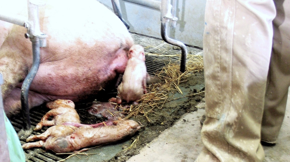 - Rådet finder det ikke acceptabelt, når den målrettede avl alene anvendes til at tilgodese menneskers interesser i forhold til en mere effektiv animalsk produktion, lyder en af rapportens konklusioner. Arkivfoto