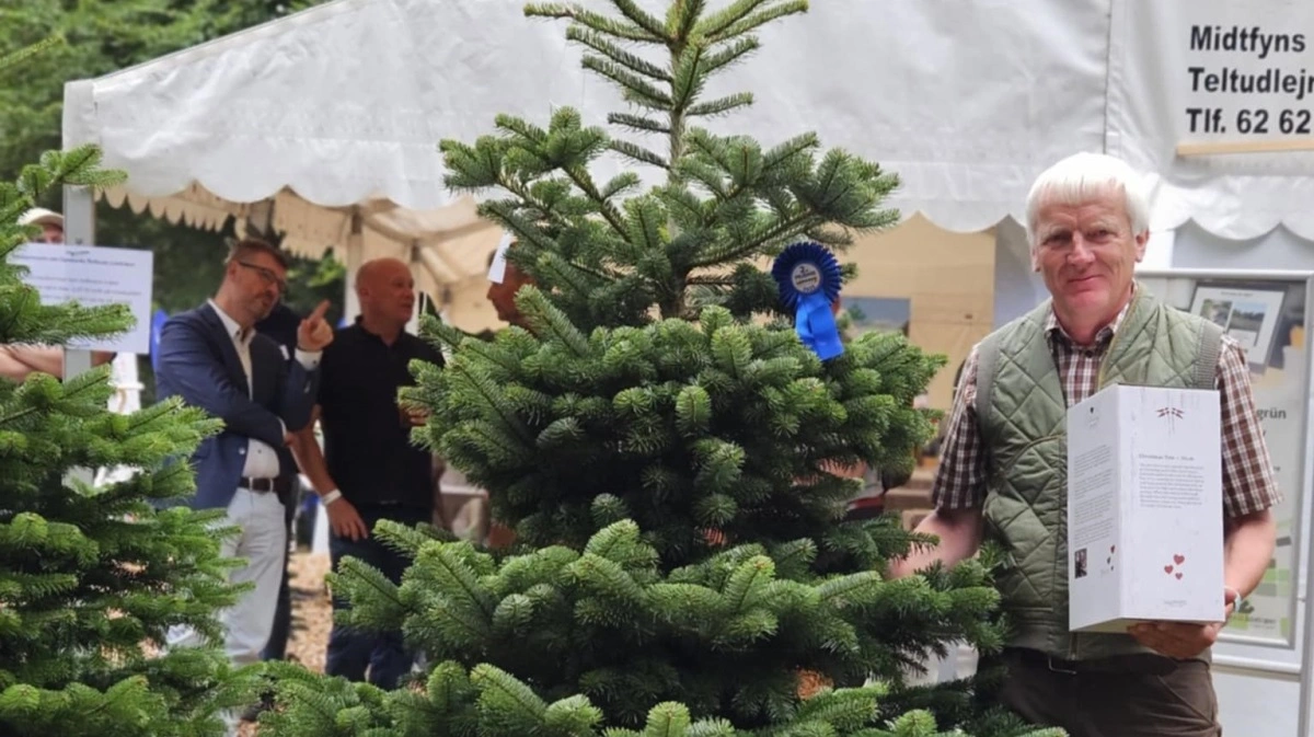 Danmarks 2. smukkeste juletræ - titlen gik til Torben Lund, Funvadgaard ved Almind.