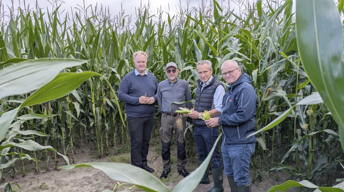 I høje fynske majsplanter, som fremvises ved grovfoderdagen 4. september, ses mælkeproducent Henrik Terkelsen, tidligere planteavlskonsulent Hans Erik Larsen, der på deltidsbasis er tilknyttet kvægbedriften, grovfoderrådgiver Anders Christiansen, Velas, gårdejer Henrik Terkelsen samt DLG-salgschef Ulrich Christiansen. Fotos: Erik Hansen
