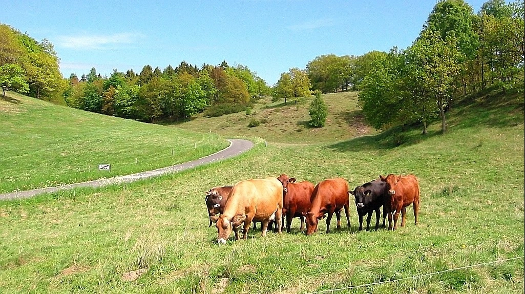 Billedet er et arkivfoto, der viser græssende kvier ved Hyllested Bjerge nord for Mols Bjerge. Det har intet med den konkrete sag at gøre. Arkivfoto