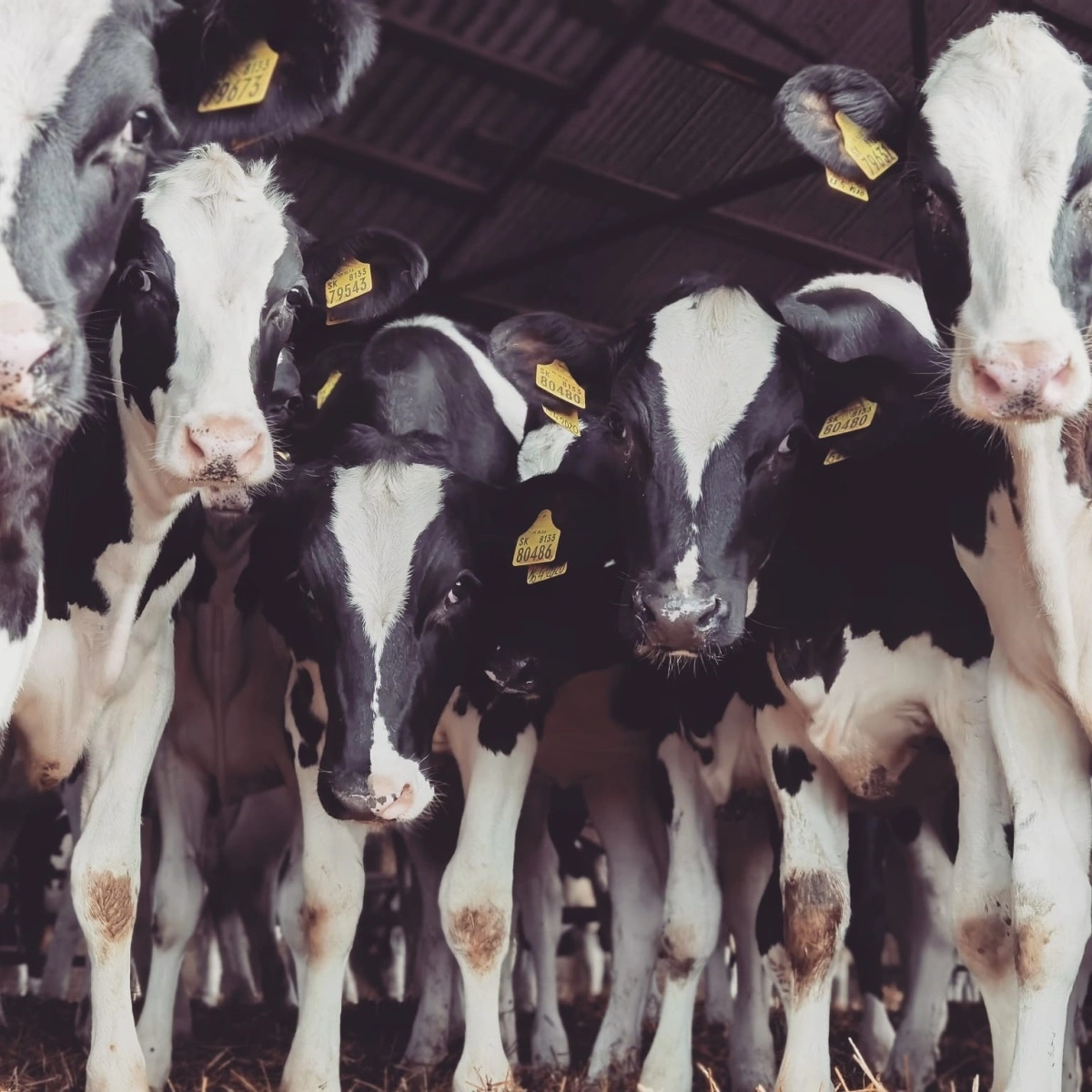 I slutningen af marts 2025 fik FirstFarms konstateret mund- og klovesyge på bedriften i Plavecky Stvrtok i Slovakiet, hvilket har påvirket halvårsregnskabet. Arkivfoto