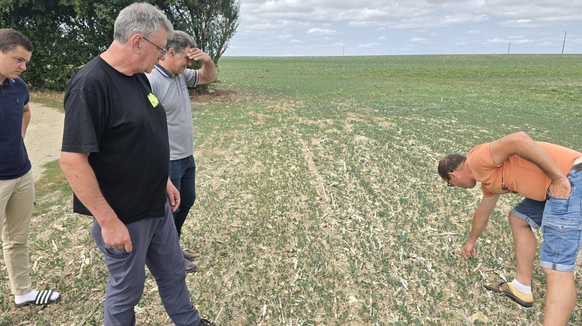 Den nysåede vinterraps er kommet pænt op, selvom jorden er tør. - Vi holder på fugtigheden med strip-till, fortæller franske Nicolas Denieul.