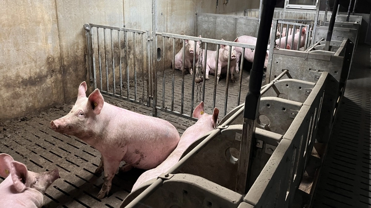 Der produceres årligt 20.000 slagtesvin.