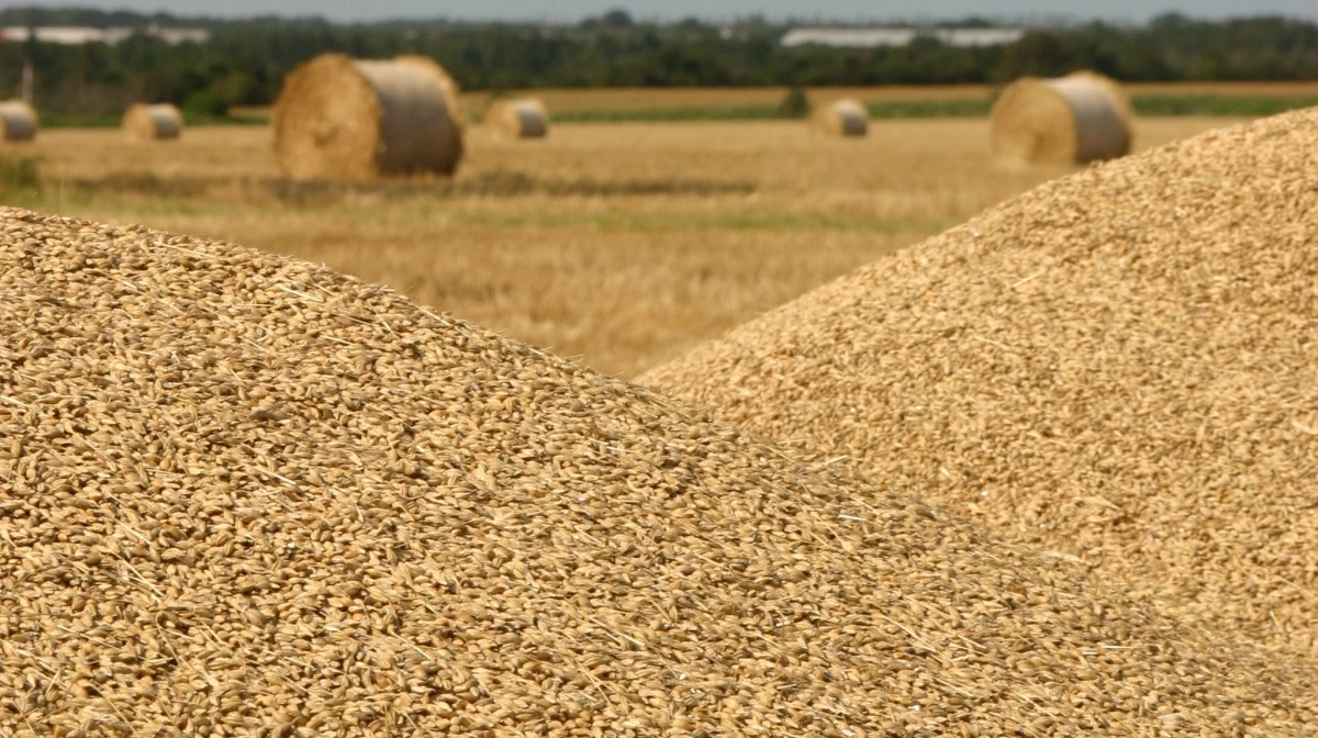 Proteinindholdet i køernes samlede fodring er vigtigt, med det betyder langt mindre i kornet, du fodrer med. Det er stivelsen, der er afgørende. Foto: ØkologiRådgivning Danmark