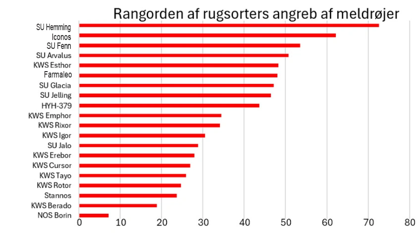 Antal meldrøjer pr. 100 aks i testede rugsorter i et forsøg med kunstig smitte. Data fra bedømmelse 2. juli 2025. Kilde: Landbrugsinfo