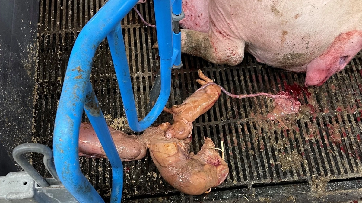 I oktober måned 2024 bliver nogle af de drægtige søer også syge, der kommer sene kastninger, og nogle af de højdrægtige søer dør. - Grisene blev født små, og mange af dem er døde. De var brunlige og slimede, fortæller svineproducent Jonas Ellitsgaard. 