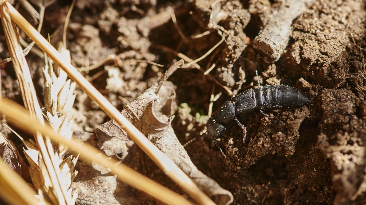 En stor kæmperovbille i en hvedemark, der er dyrket efter de regenerative principper, og hvor der ikke bruges insekticider. - At der er stor kæmperovbille til stede i stort antal, er et udtryk for en sund fødekæde, som vi typisk ser, når marken er så uforstyrret som mulig (= ingen jordbearbejdning), siger Anna Wildt, plante- og økologikonsulent hos Agrovi. Fotos: Agrovi