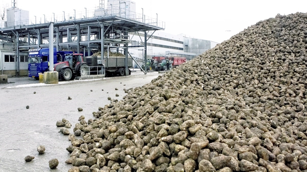 Nordic Sugar kunne blandt andet ikke dokumentere den økologiske oprindelse af 346.960 kilo sukker, der stod på lageret på sukkerfabrikken i Nykøbing, skriver Folketidende. Billedet har ikke noget konkret med sagen at gøre. Arkivfoto: Erik Hansen