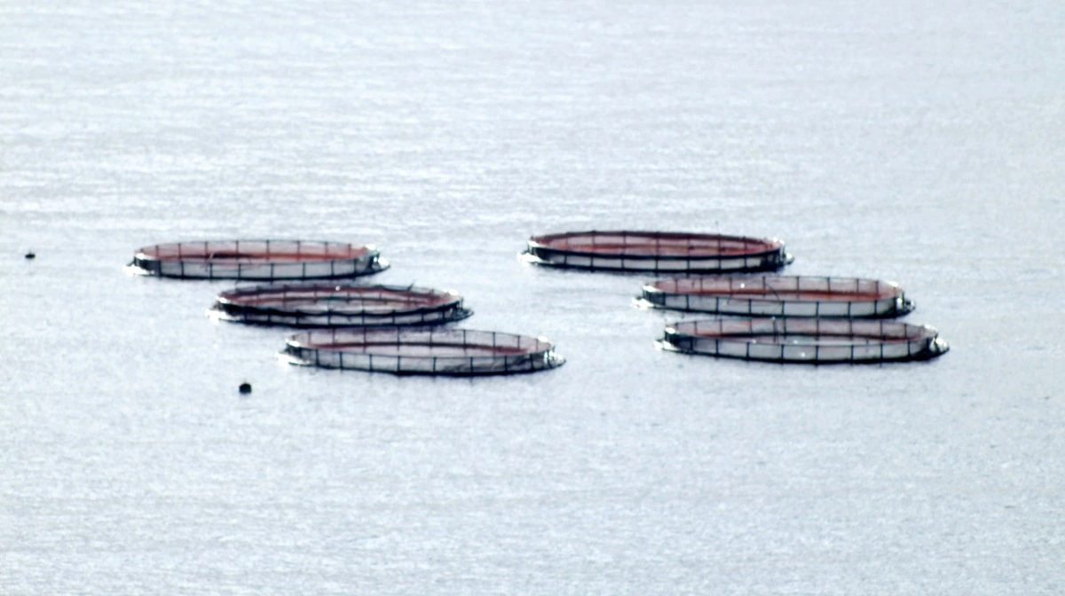 I Danmark findes der 19 havbrug med regnbueørreder. Kun to af dem har en gyldig miljøgodkendelse, viser et kort fra Dansk Sportsfiskerforbund baseret på tal fra Miljøstyrelsen. Foto: Colourbox
