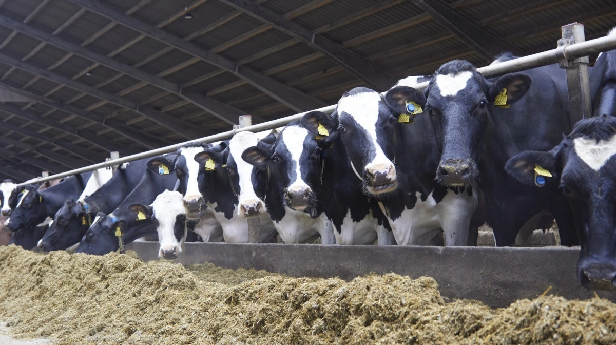 Avlsforeningen Dansk Holstein bevilger en million kroner til klimaforskning. Arkivfoto: Tenna Bang