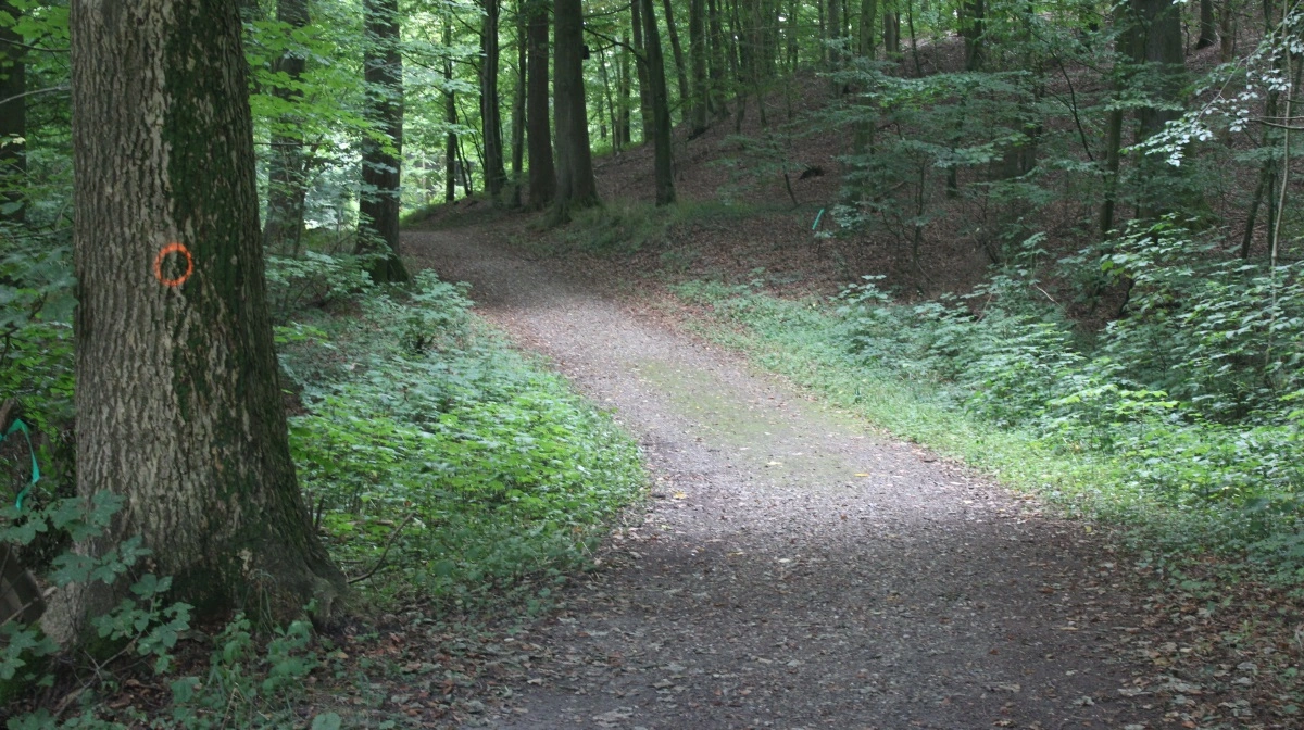 I Søgård Skov og ved Søgård Sø og Søgård Mose er der masser af både fugle og flagermus.