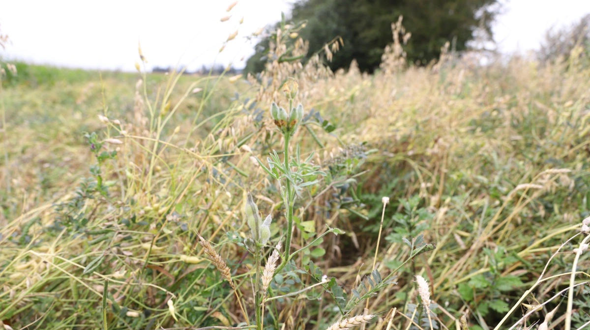 Dyrkning af polykultur, en multiarts-afgrøde der klarer sig uden planteværn og gødning og forbedrer jordsundheden, er et andet af FRDKs regenerative forsøg. Fotos FRDK 