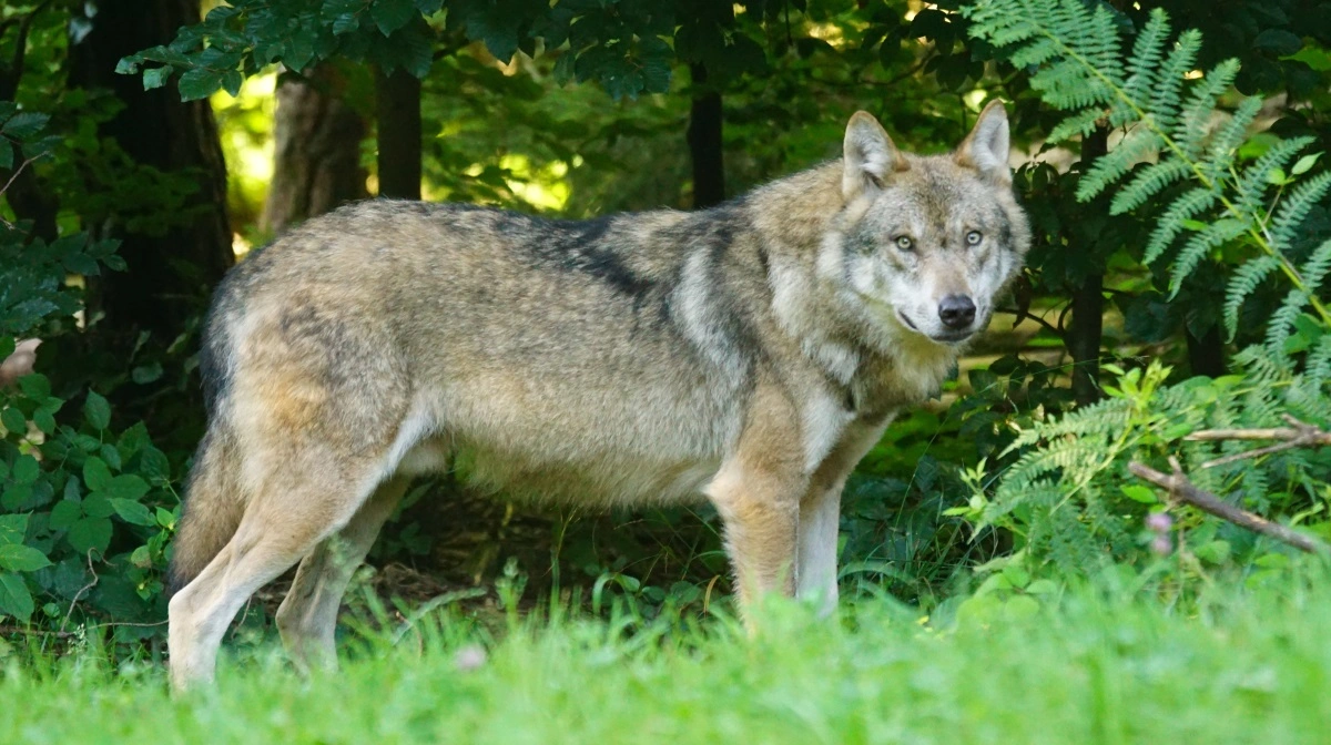 Ulve spreder skræk og rædsel i og omkring mindre svensk by. Arkivfoto