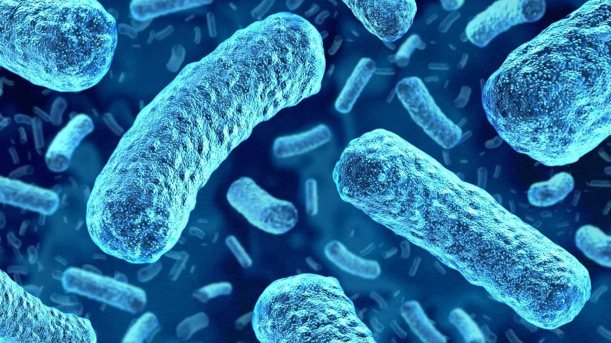 Teknologien raslysering kan ifølge lyras inaktivere den farlige bakterie listeria. Foto: Lyras