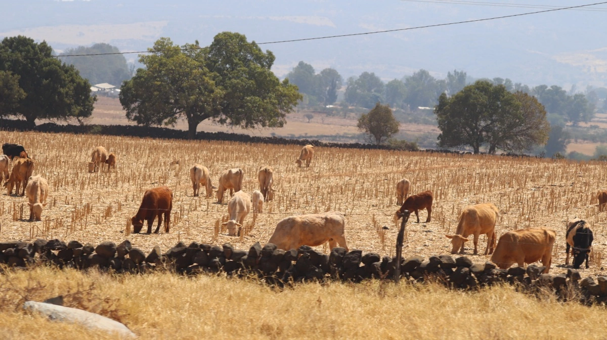 Mercosur-aftalen blev indgået i december 2024. Samtidig arbejdes der på en handelsaftale med Mexico. Arkivfoto