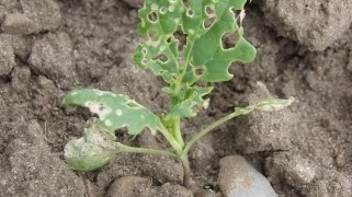 Denne rapsplante har kun udviklet 2 løvblade og er stadig sårbar for de tydelige angreb af rapsjordlopper. Når planten når 5 udviklede løvblade er bekæmpelse af jordlopper ikke længere aktuel.