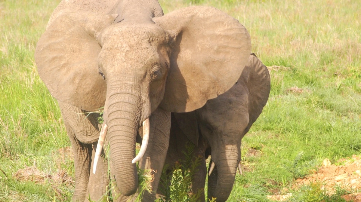 Det er altid imponerende at se en stor hanelefant, når man kører rundt på safari.