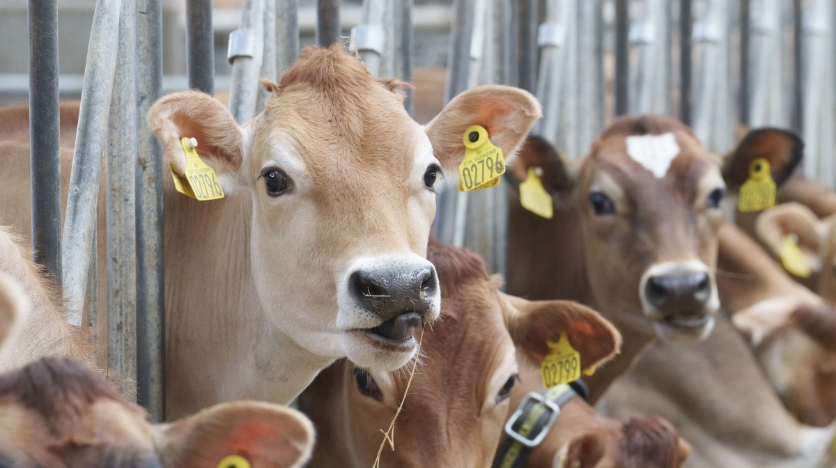 Der er 145 jerseykøer samt 115 kalve og kvier. Køerne bliver malket i en malkestald to gange om dagen, og mælken bliver hentet af Arla.