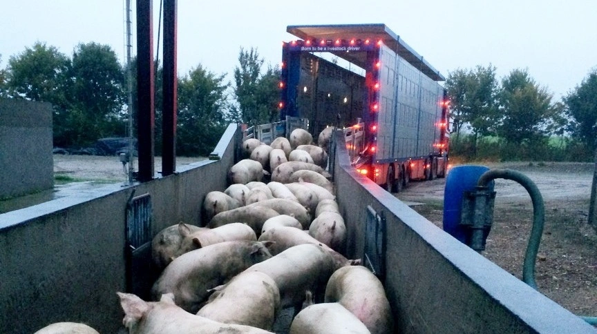Danepork bliver direkte leverandør til Tesco. Arkivfoto