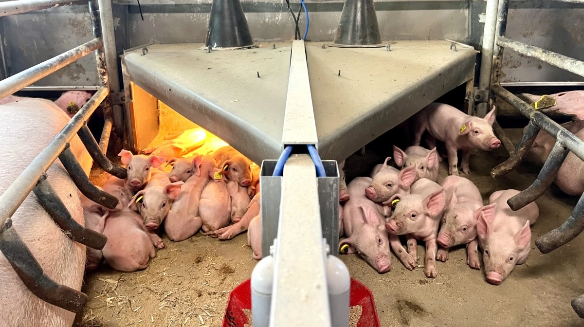 Indfasningen af Topigs Norsvin dyr på Dortheasminde startede op i december 2024, så hverdagen med den nye genetik er stadig relativt ny. 