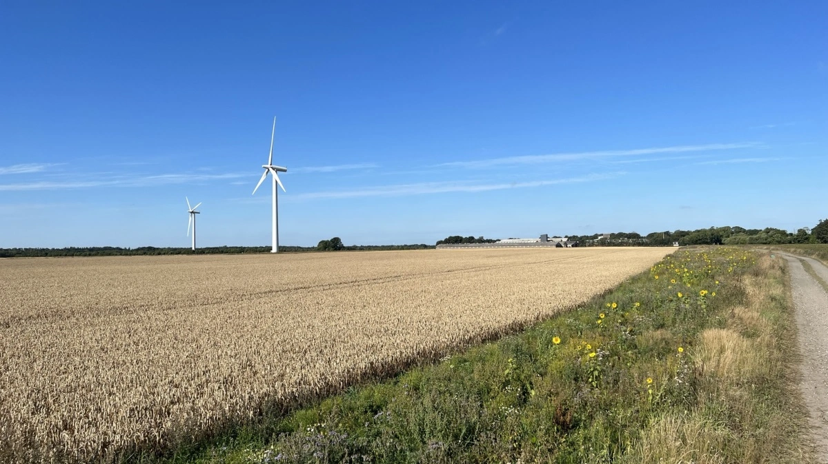 Allerede fra den 10. oktober begynder Landbrugsstyrelsens satellitkontrol, og hvis marken ikke er slået inden da, kan det udløse en høring, der skal besvares i Landbrugsstyrelsens app. Kravet om slåning inden den 25. oktober gælder ikke for blomster- og bestøverbrak. Arkivfoto: Kasper Stougård