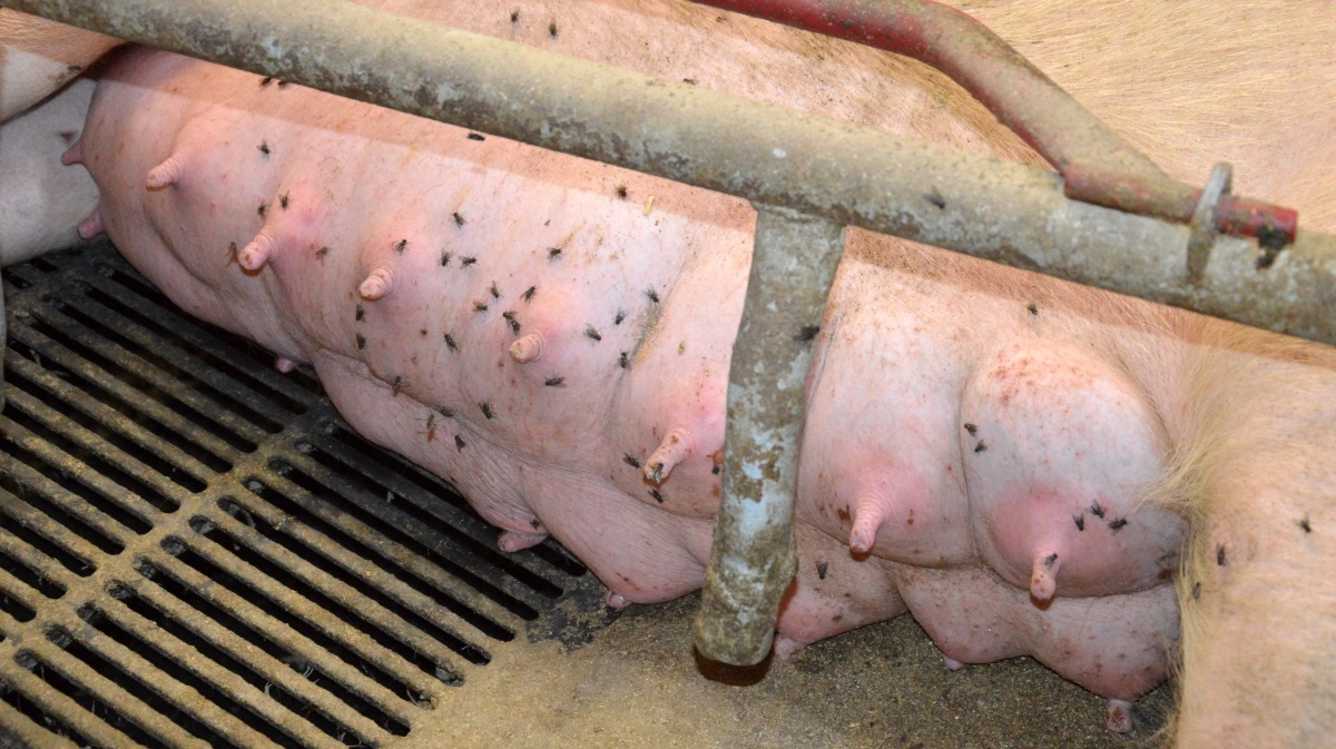 Topigs Norsvins TN70-so er kendt for at kunne passe mange grise. Arkivfoto: Camilla Bønløkke