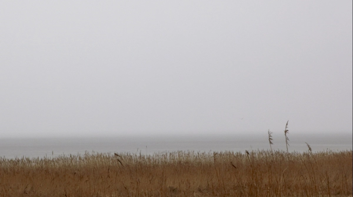 Limfjordstreparten er det sted i Danmark, der skal forestå udtagning af mest landbrugsjord af alle treparter i Danmark. Men det er ikke nogen nem opgave. Arkivfoto