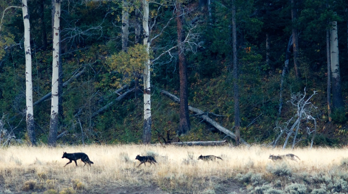 Efter flere angreb og drab på 48 får indenfor to uger, er ulven selv blevet jaget vildt. Myndighederne har nemlig givet tilladelse til jagt på ulve i området. Foto: Colourbox