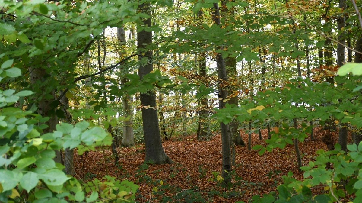 Arkivfoto