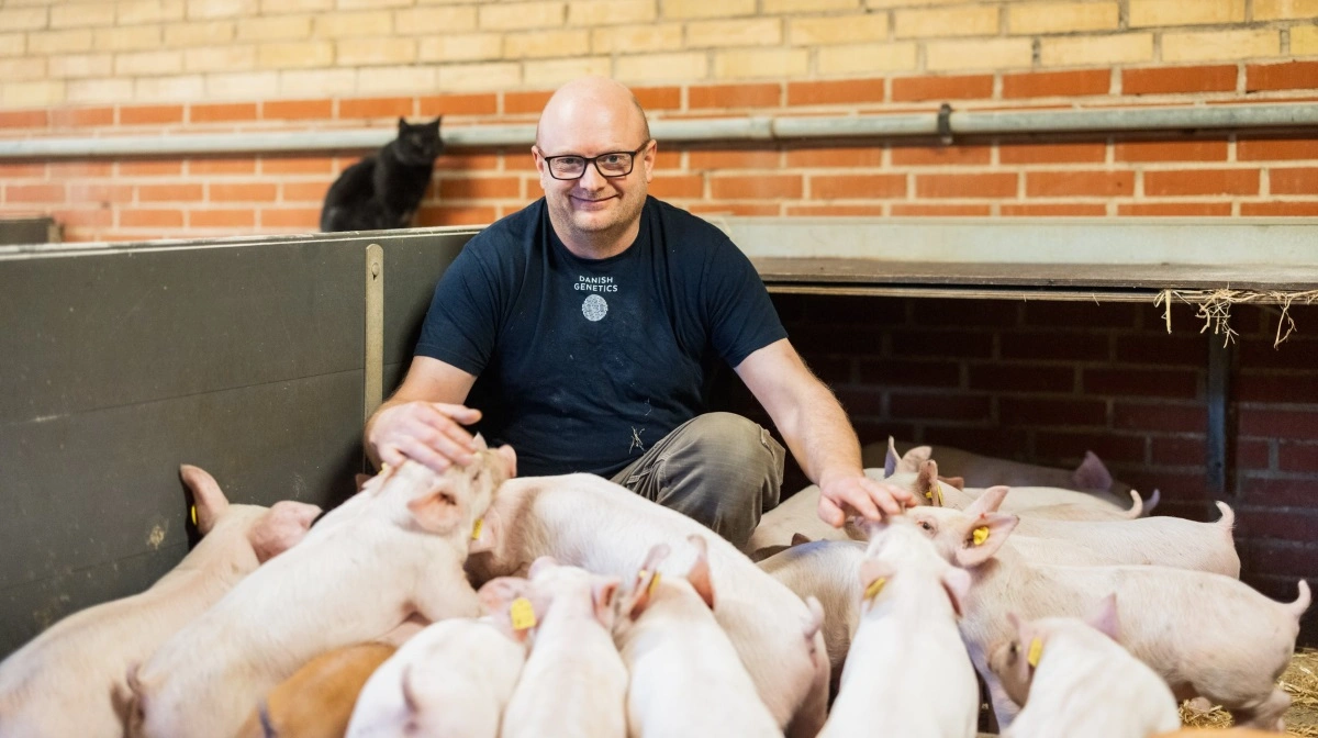 Nicolai Laier besluttede sidste år, i samarbejde med Danish Pig Genetics, at gå en ny vej og etablere en afprøvningsstald på familiens gård i Bellinge. Pressefotos 