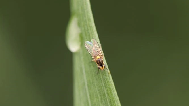 Bygfluen er 4-5 mm lang og gul med mørke striber på ryggen. Foto: Seges