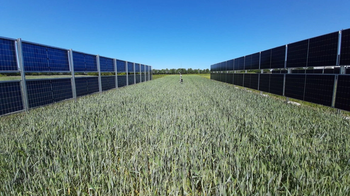 Lodrette solceller producerer næsten lige så meget elektricitet som de skrå. Samtidig har panelernes placering overraskende få konsekvenser for planterne, viser et forsøg. Foto: Aarhus Universitet