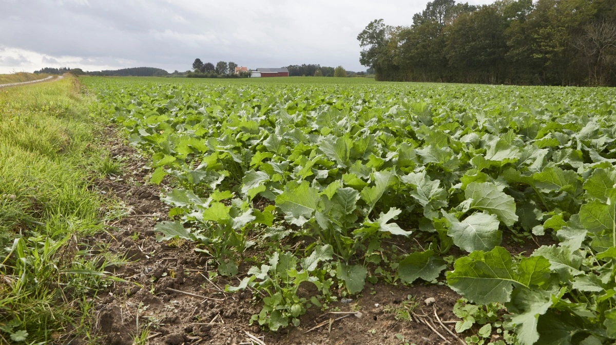 Ifølge Syngenta er kvælstoffikserende bakterier et effektivt værktøj til at sikre plantetilgængeligt kvælstof igennem sæsonen. Arkivfoto