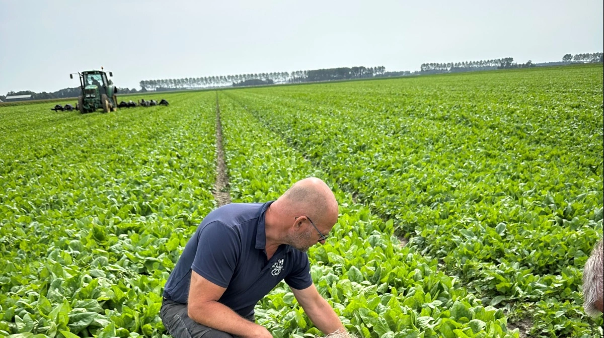Lars Th. Brendstrup i marken for at validere effekten af biostimulanter. Foto: NAG.