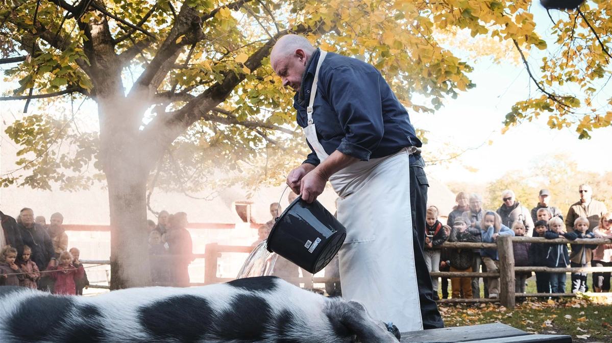 Tirsdag den 14. oktober slagtes en af grisene i Den Fynske Landsby på gammeldags maner. Fotos: Den Fynske Landsby