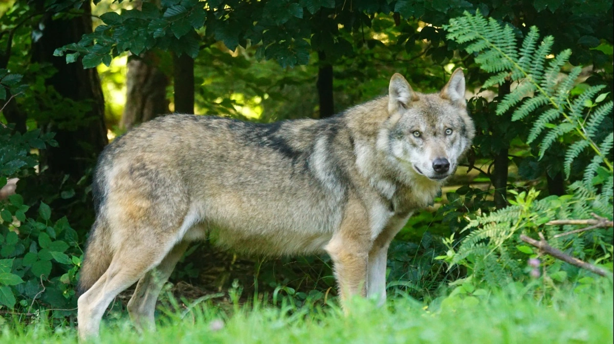 Der er kommet flere ulve i Danmark i løbet af i år, og samtidig sætter antallet af ulveangreb på husdyr også rekord, viser nye tal. Arkivfoto