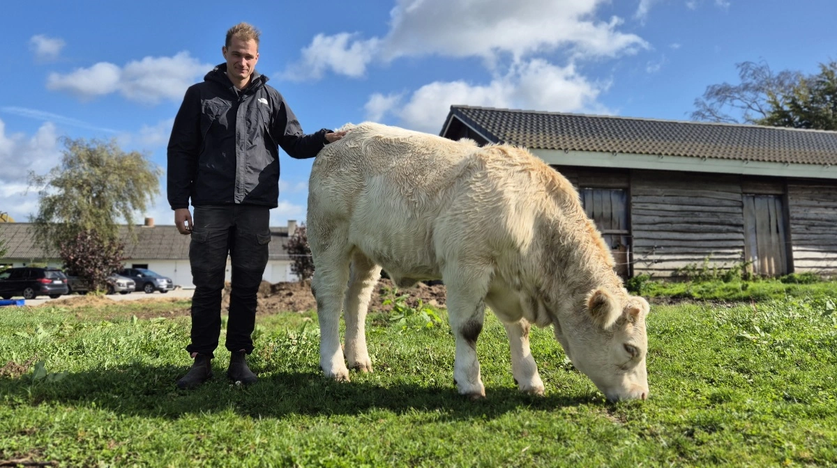 Det er tredje år Mads Friis udstiller de hvide charolais-dyr. I år tager han fem dyr med, blandt andet denne kvie på otte måneder.