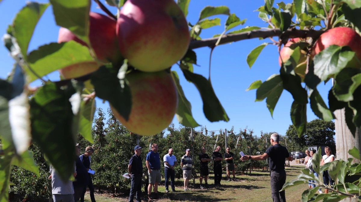 Det er især risikoen for afdrift til frugtplantager og grøntsagsafgrøder, der skal undgås ved sprøjtning med prosulfocarb. Foto: Jørgen P. Jensen