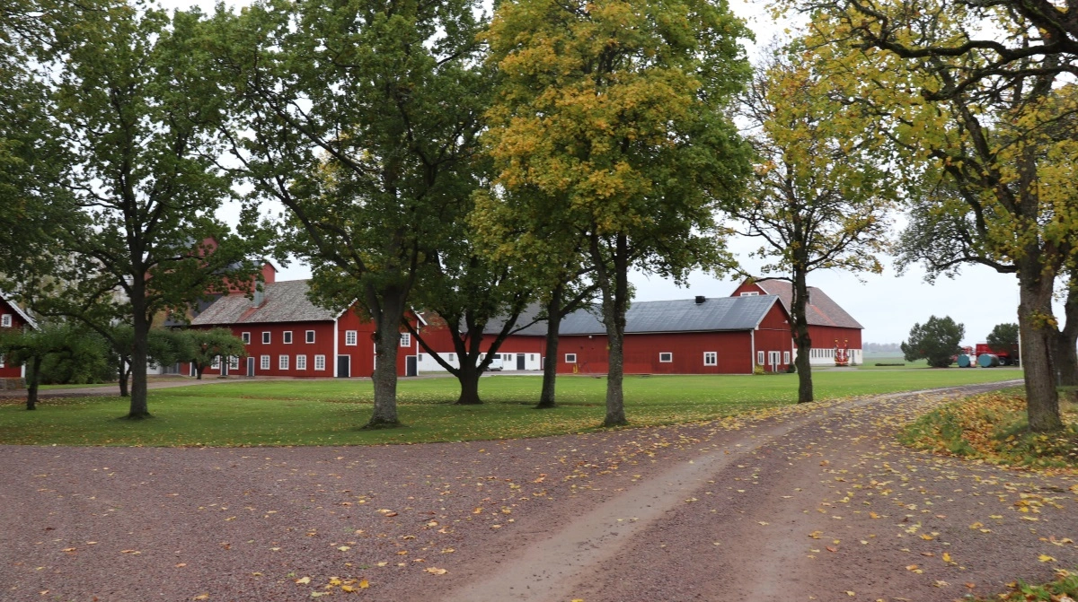 Aktivister, der sidste år brød ind i flere svenske stalde, har nu fået betingede domme. Stalden på billedet har ikke noget med sagen at gøre. Arkivfoto: Jørgen P. Jensen