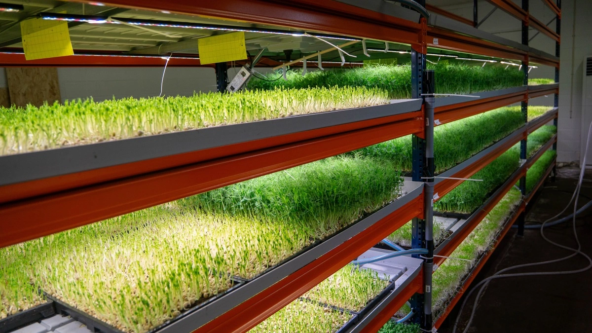 JP-Grønt producerer sorterne solsikkeskud, ærteskud, lilla radise, rucolaskud, korianderskud, citronmelisse, hvidløgsskud, tallerkensmækker og radiseskud.