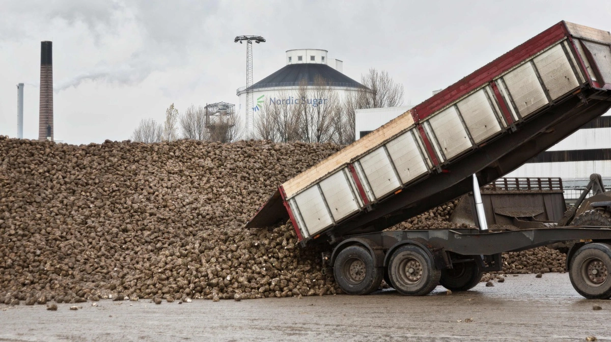 Allerede på mandag læsses de første vognlæs nyoptagne sukkerroer af på fabrikkerne i Nykøbing og Nakskov, så der fra tirsdag morgen kan startes op med på fabrikkerne med årets roekampagne. Foto: Nordic Sugar