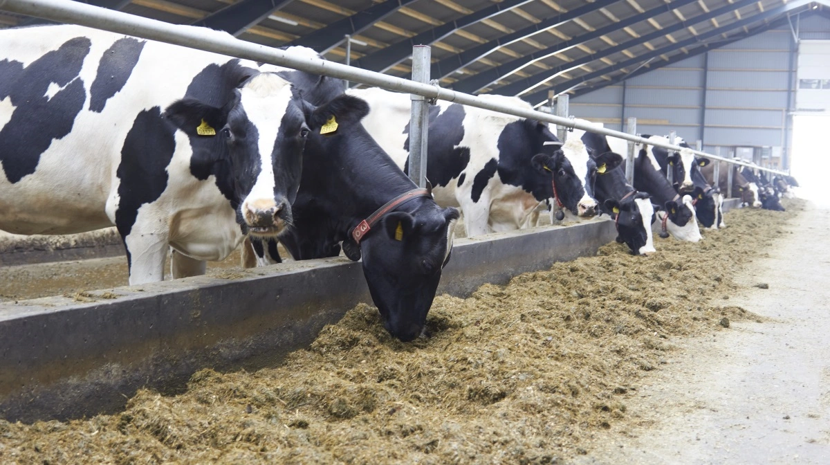På fredag er der årsmøde ved Dansk Holstein. Arkivfoto: Tenna Bang