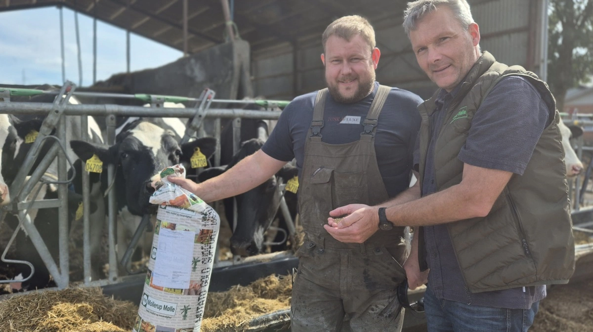 Henrik Mikkelsen fra Mollerup Mølle (th) fik frie tøjler til at løse udfordringerne ved goldkøerne på Fadestrupgaard i Vesthimmerland. Det er nu halvandet år siden, og mælkeproducent Christoffer Østergaard Sunesen oplever, at det hele nu bare spiller. Løsningen for ham blev Mutato Gold Support. Fotos: Tenna Bang