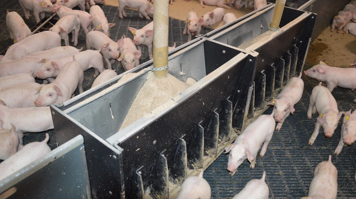 Markedet for råvarer er præget af geopolitik, klimaforandringer og ændrede handelsmønstre. Det gør det svært at navigere uden faglig støtte, advarer AgroMarkets. Arkivfoto: Camilla Bønløkke