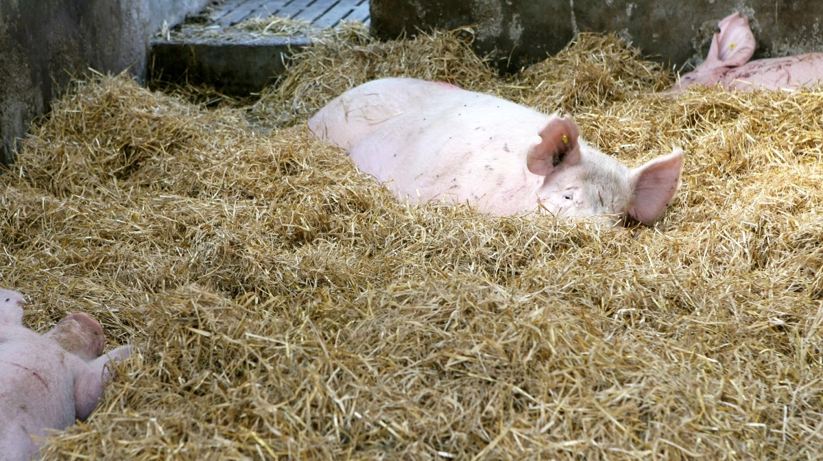 Med op til 60 procents støtte til tyske svineproducenter, der investerer i ekstensive svineproduktionssystemer, møder danske svineproducenter ulige konkurencevilkår, påpeges det i et notat fra Seges. Arkivfoto: Camilla Bønløkke