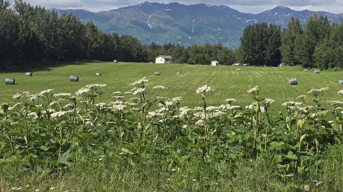 Der laves hø på næsten alle græsmarker. Stort set alle grøfter og åbne arealer er tilvokset med vild bjørneklo i Alaska.