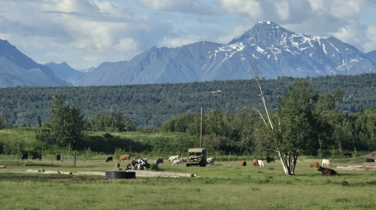 Græs er den helt dominerende afgrøde i Alaska især i de sydlige dale, hvor Niel og Jodies rensdyrfarm ligger.