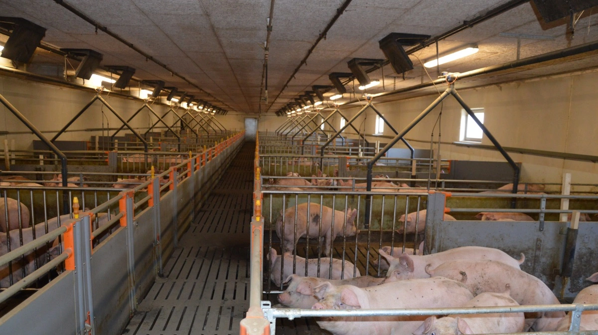 Prioriteringen hedder ventilation, vand og så foder, hvis strømmen går. Arkivfoto: Camilla Bønløkke