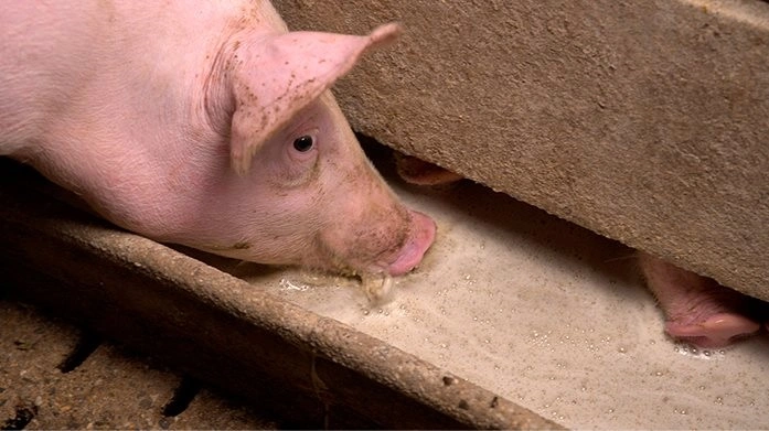 Teamet hos Lallemand Nordic er også behjælpelige med at få taget foderprøver og få dem sendt afsted til analyse. Fotos: Lallemand Nordic